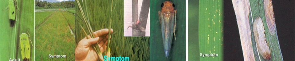 ধানের পোকামাকড়