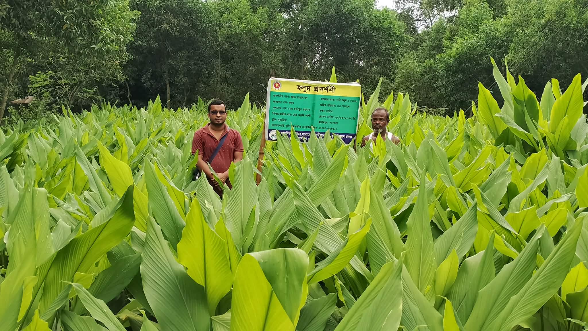 সিলেট অঞ্চল প্রকল্পের হলুদ