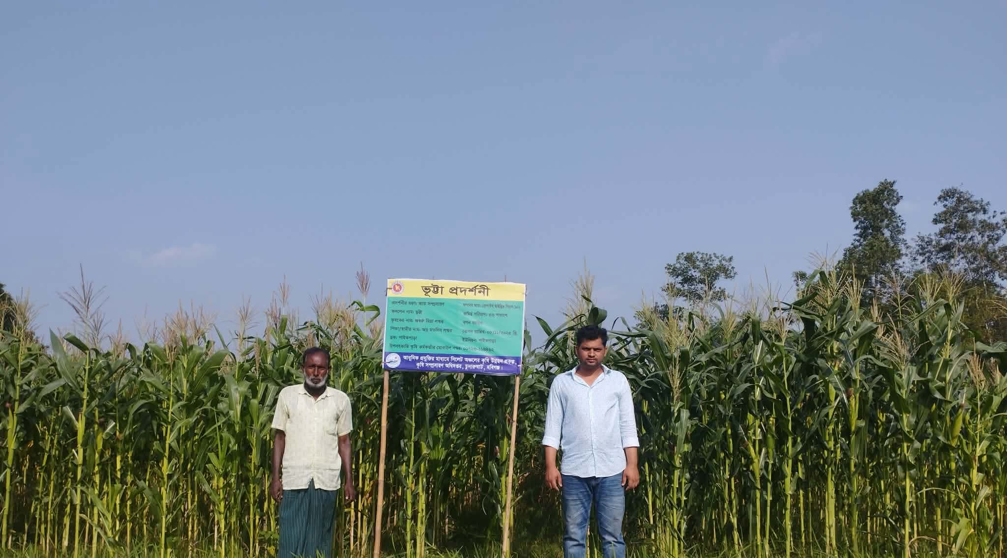 সিলেট অঞ্চল প্রকল্পের ভূট্টা