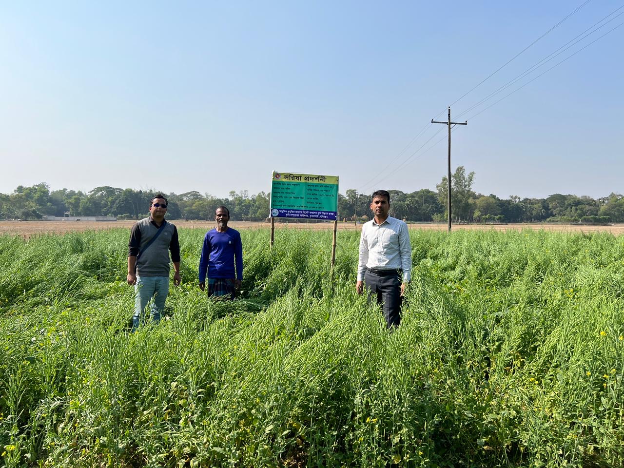 ফ্রিপ প্রকল্পের সরিষা