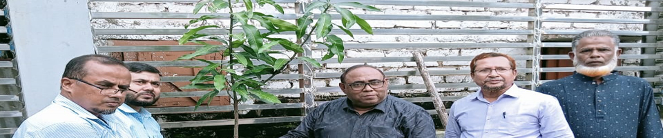 কন্দাল ফসল