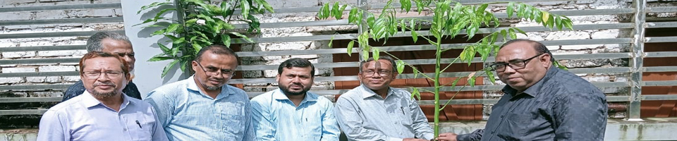 কন্দাল ফসল