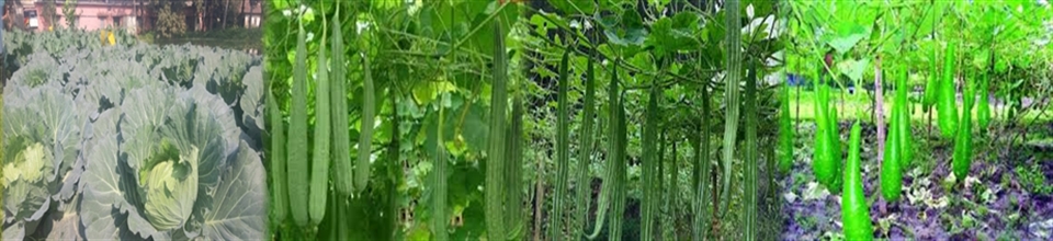 ব্যানার