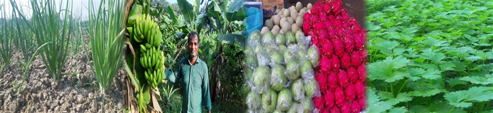 ব্যানার