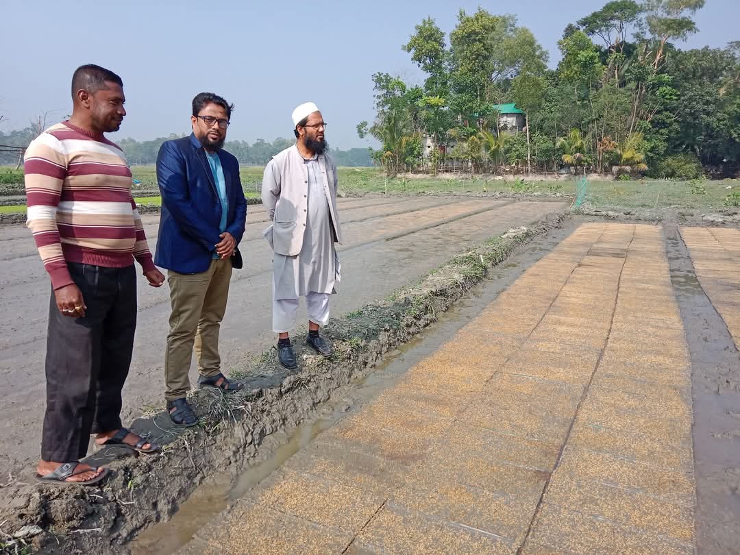 সমলয় বীজতলা