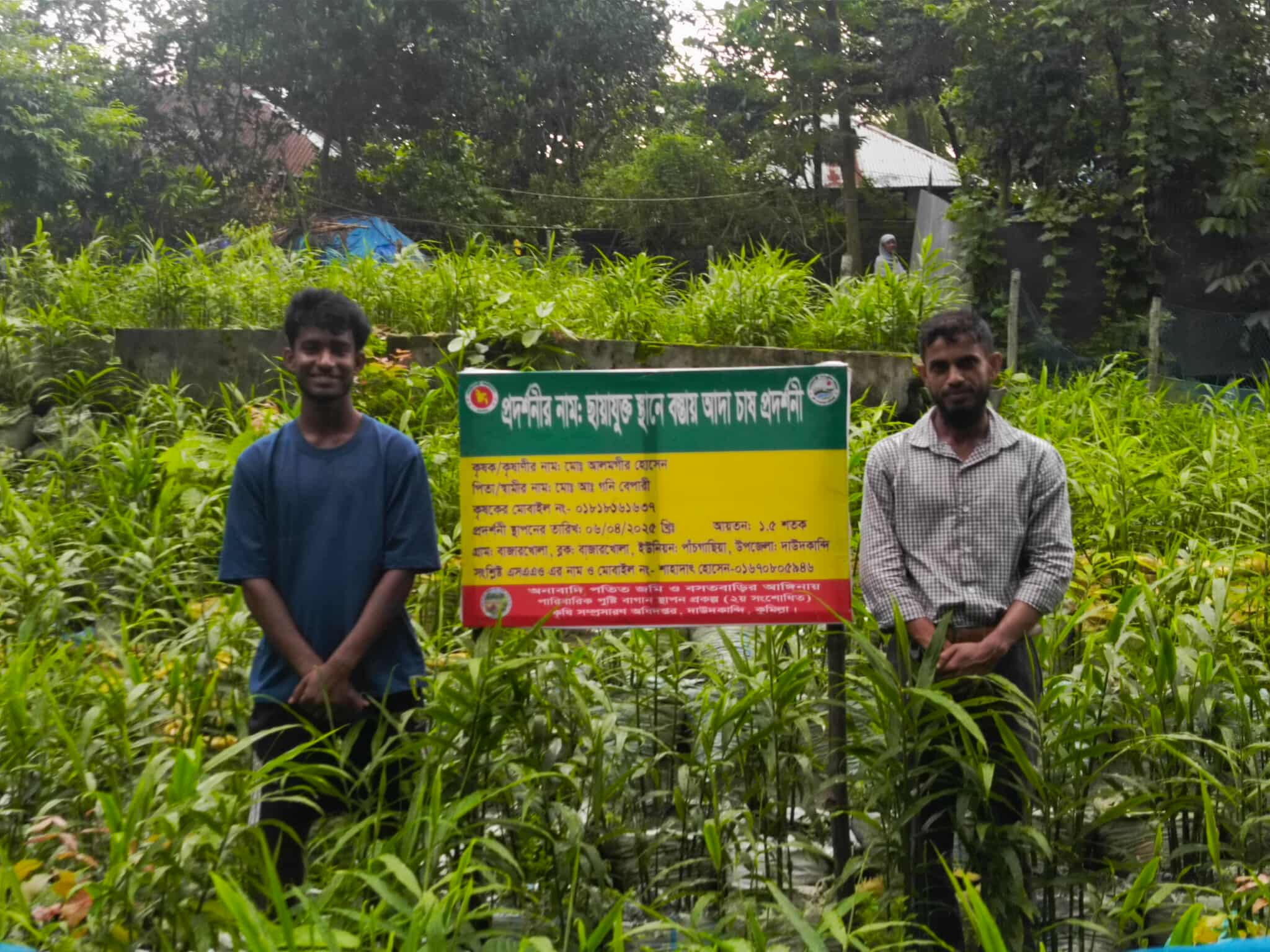 বস্তায় আদা চাষ