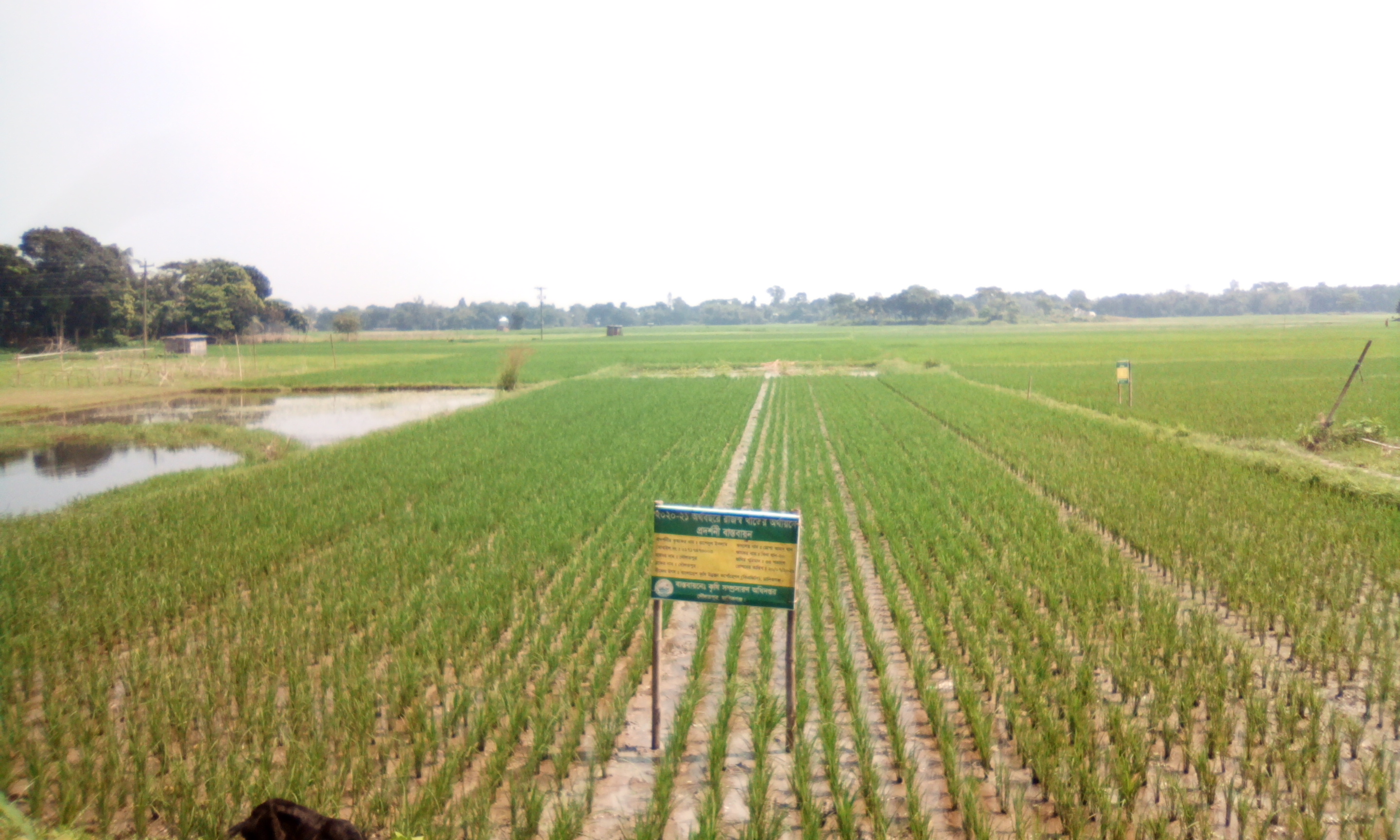 লাইন লগো