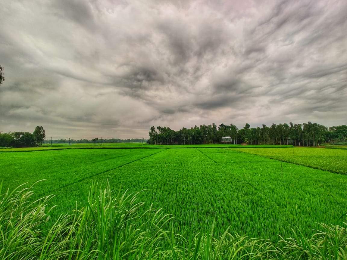 বোরো ধানের জমি