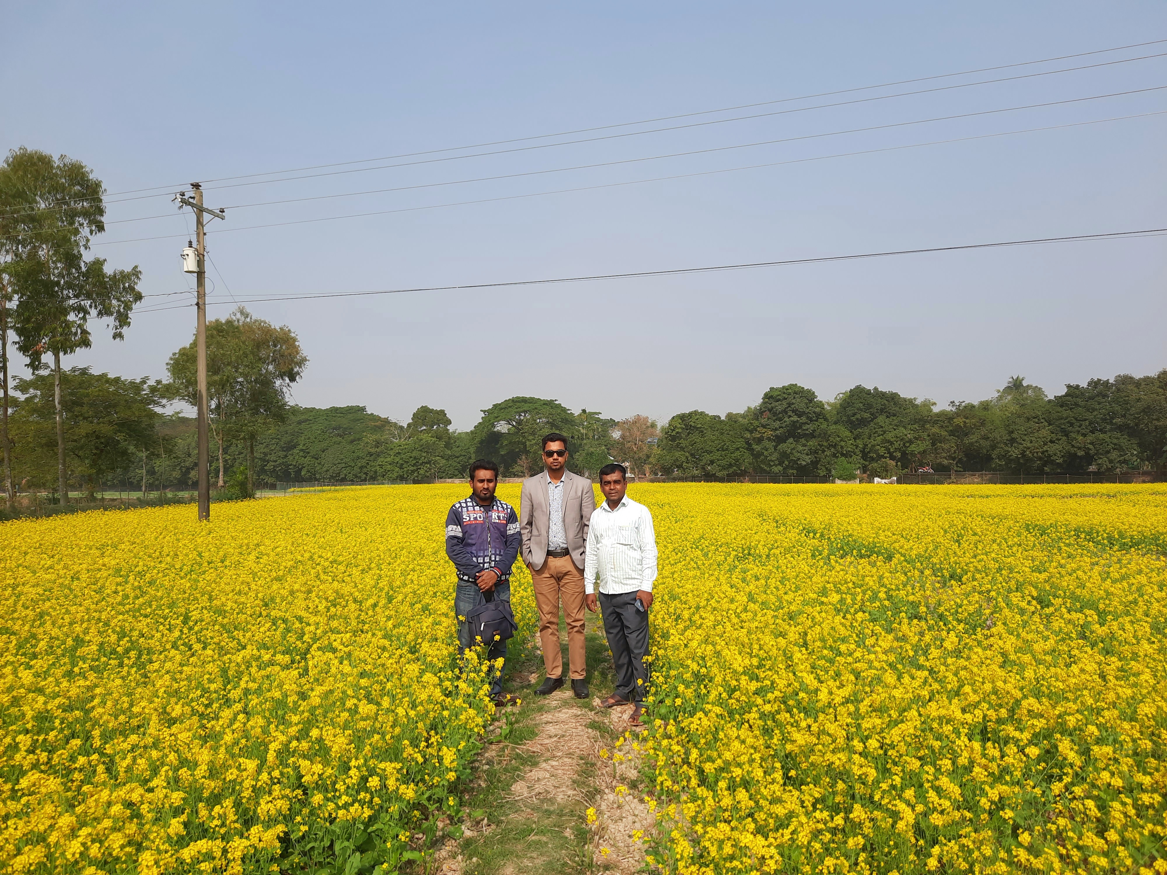 সরিষার মাঠ