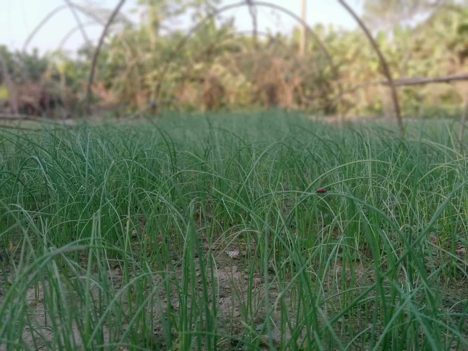 গ্রীষ্মকালীন পেঁয়াজ