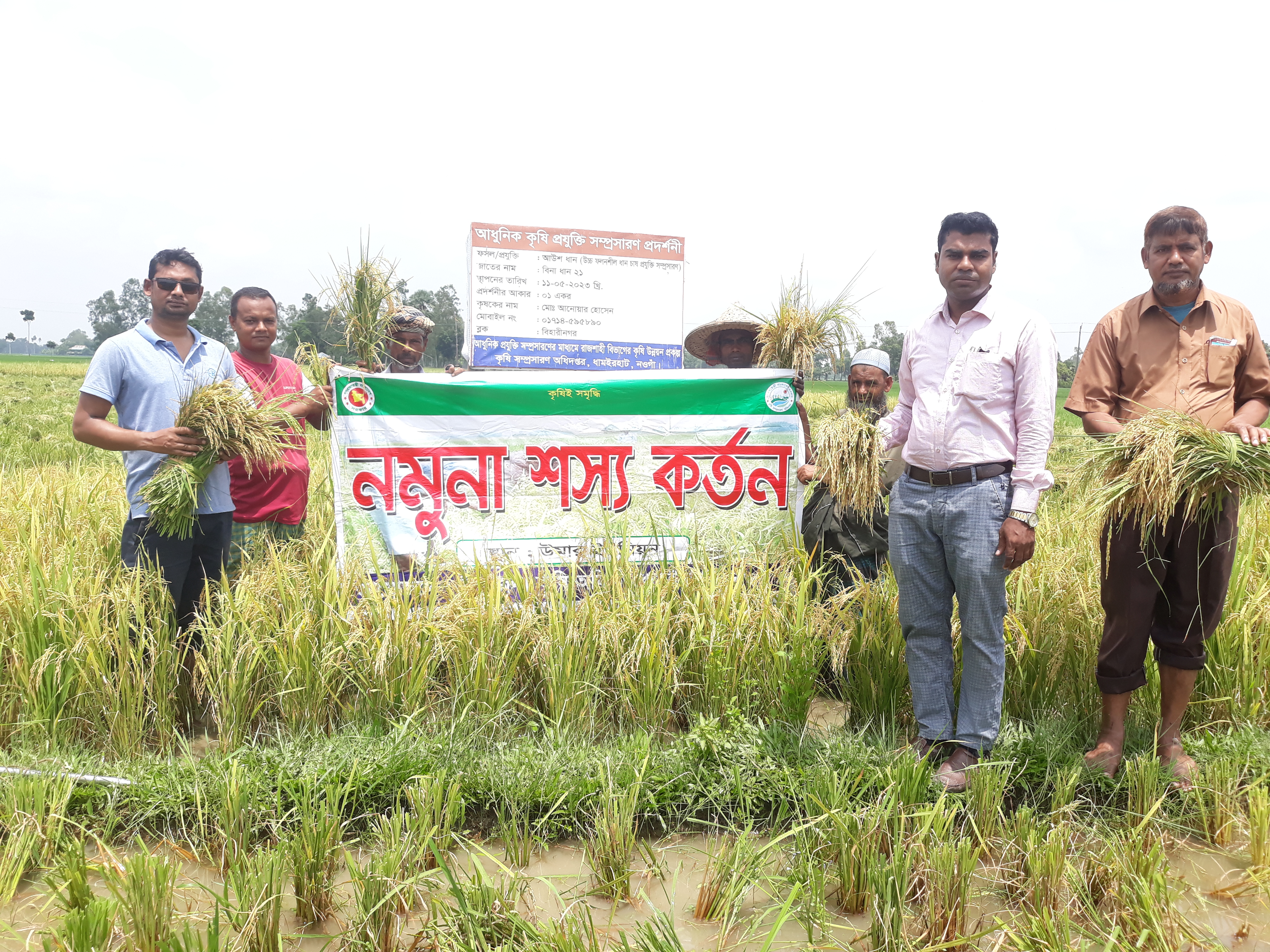 আমন ধানের নমুনা শস্য কর্তন