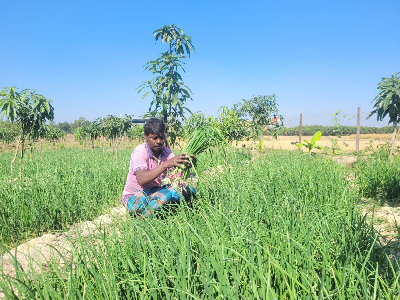 গ্রীষ্মকালীন পেঁয়াজ