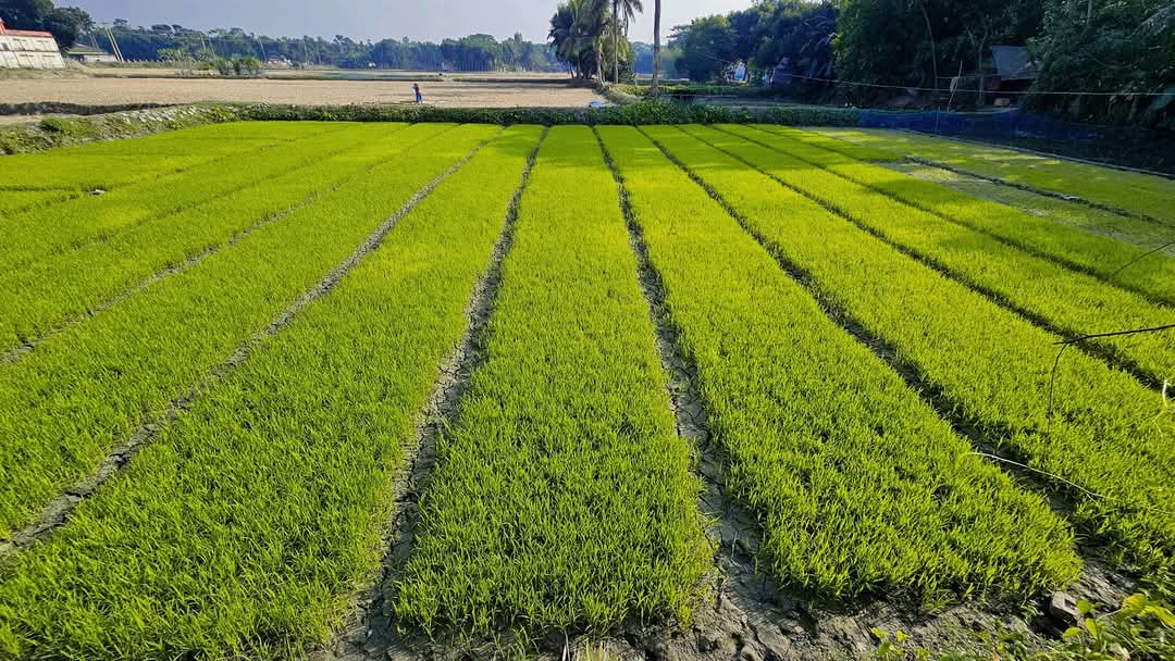 আদর্শ বীজতলা