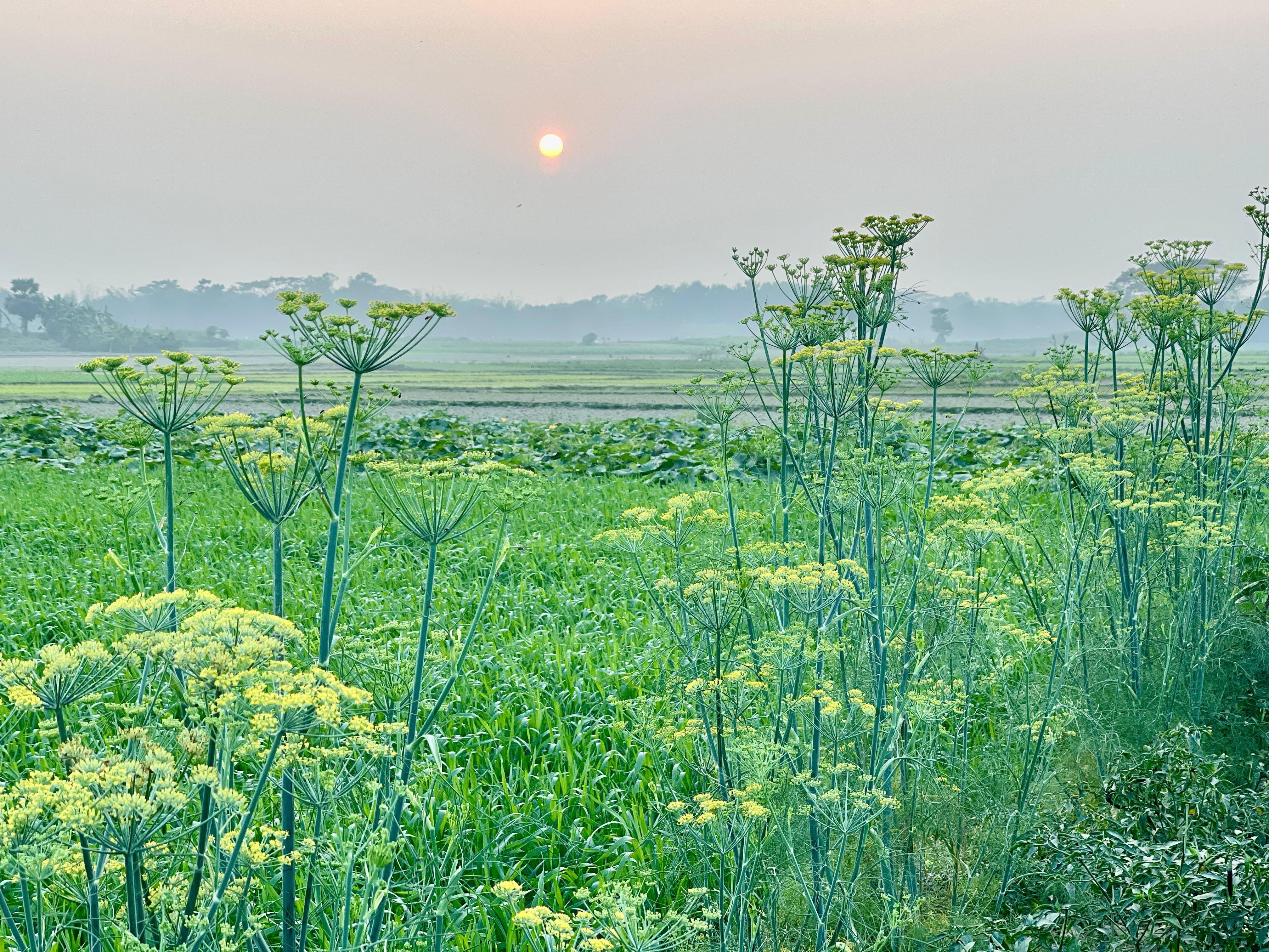 সূর্যাস্থ
