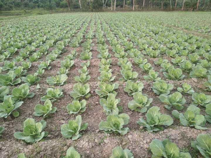 জৈব কৃষি ও জৈব বালাই ব্যবস্থাপনা পদ্ধতিতে বাঁধাকপি চাষ প্রদর্শনী।