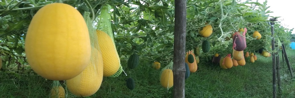 ঘেরের পাড়ে অফসিজন তরমুজ চাষ।