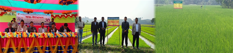 সমলয় এর মাধ্যমে বোরো আবাদ।