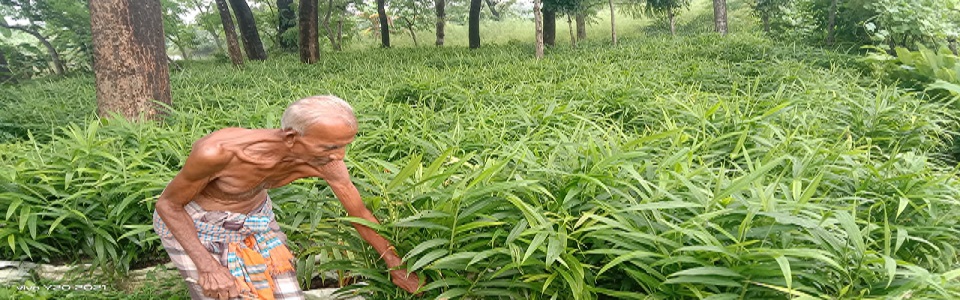বস্তা পদ্বতিতে আদা চাষ।