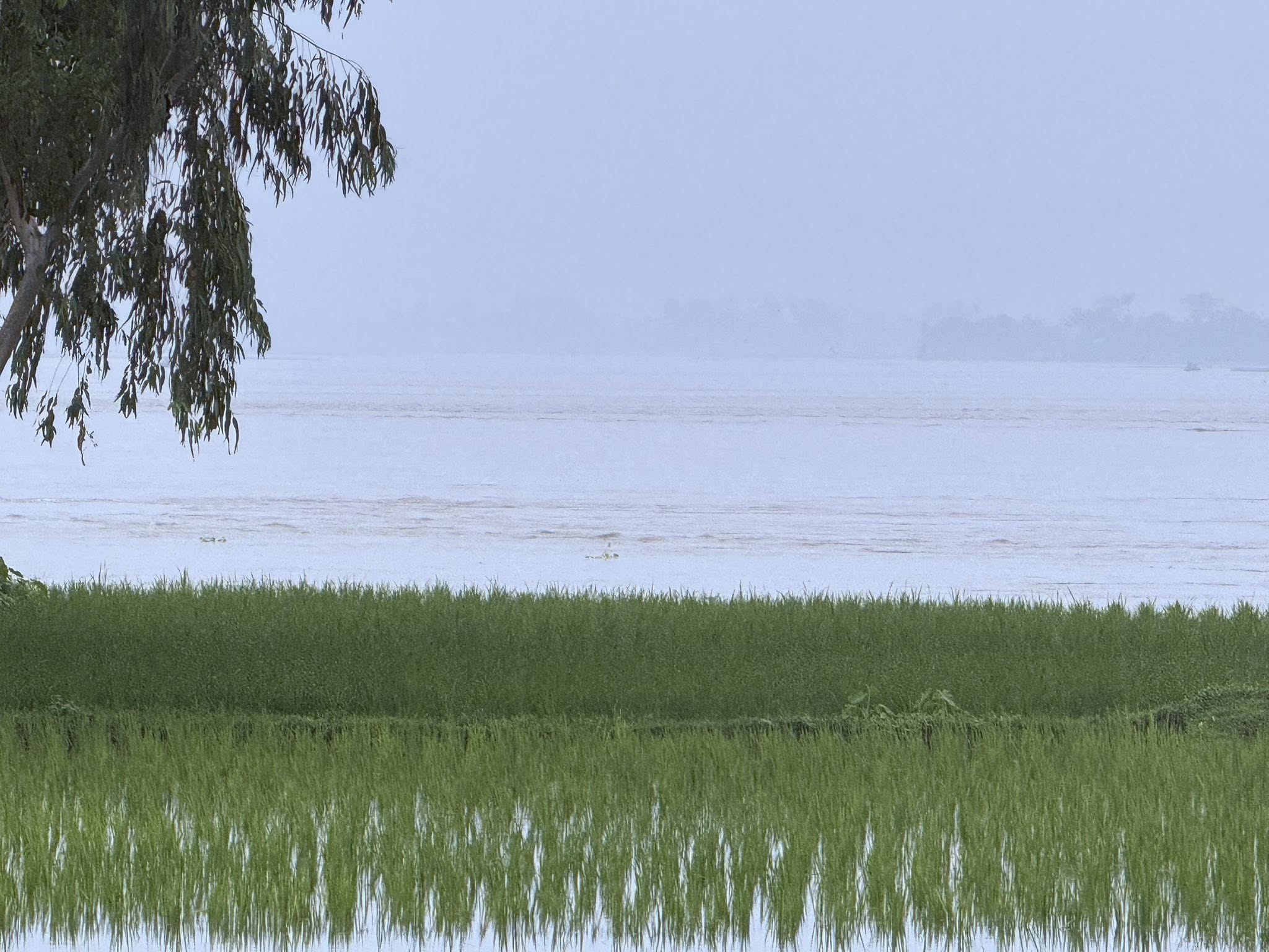 বন্যায় তিস্তার চিত্র