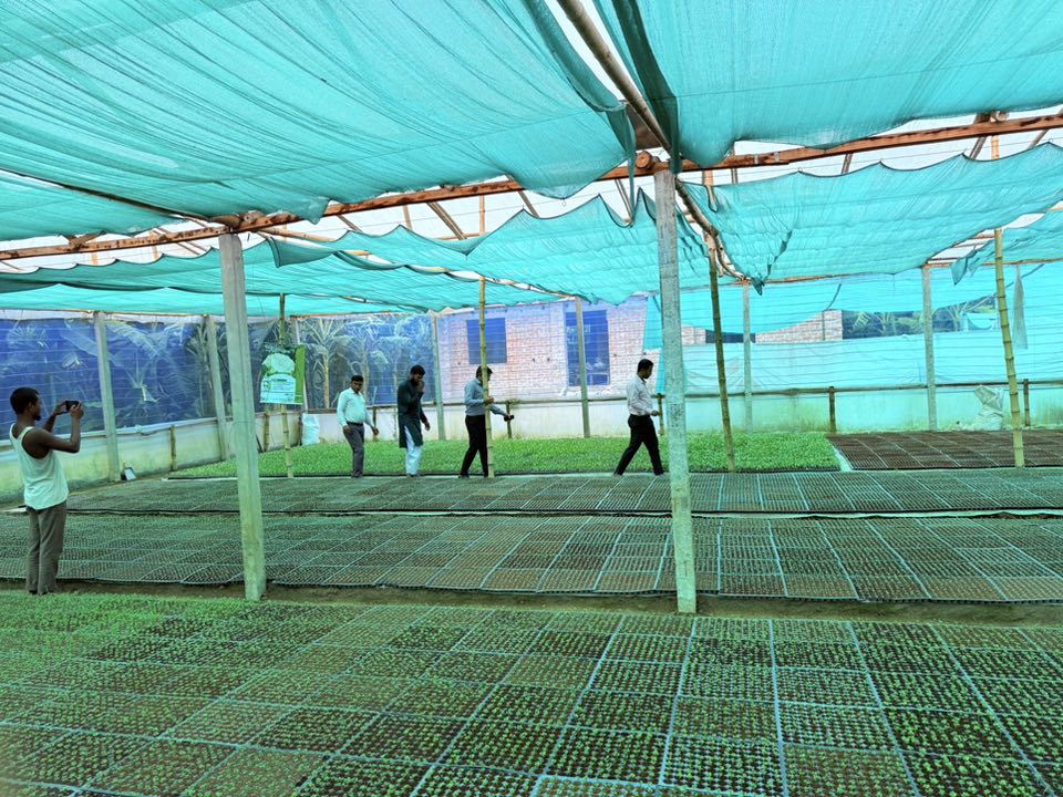 ডিমলা উপজেলার কুটিপাড়া গ্রামে একজন সফল কৃষি উদ্যোক্তার চারা উৎপাদনের পলিনেট হাউজ ও কোকো পিটে আদার চারা উৎপাদন