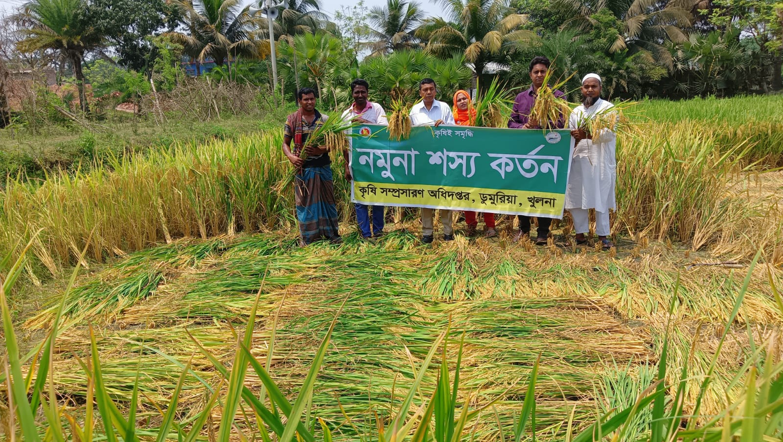 নমুনা শস‌্য কর্তন
