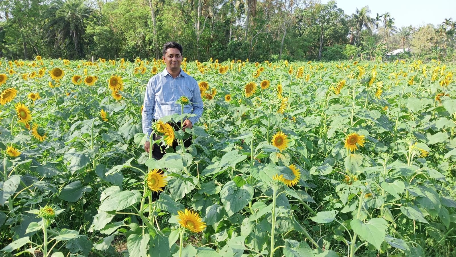 সূর্যমূখী চাষ