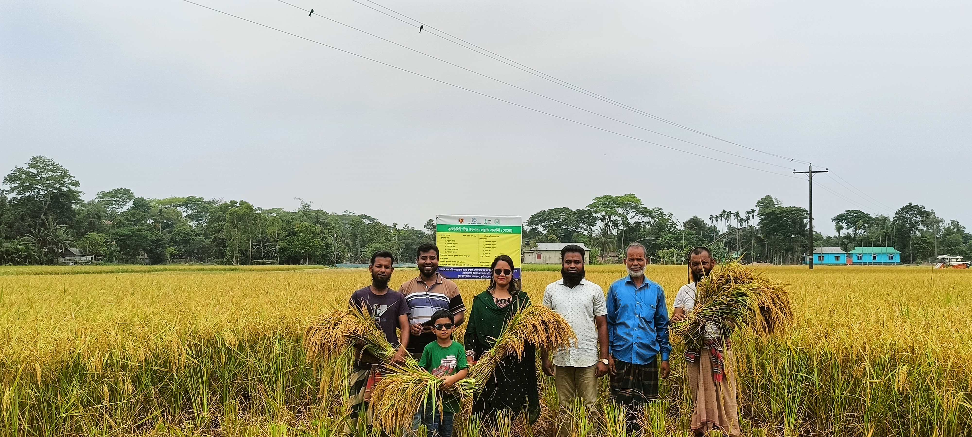 নমুনা শস্য কর্তন
