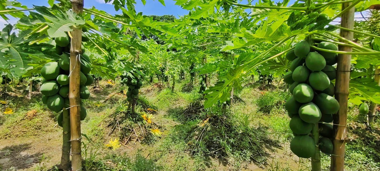 হাইব্রিড পেঁপের বাগান