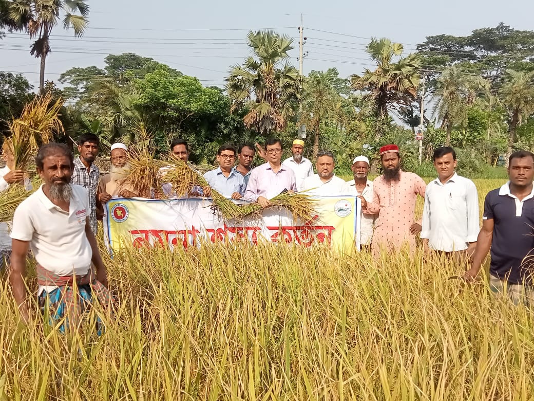 ধানের নমুনা শস্য কর্তন