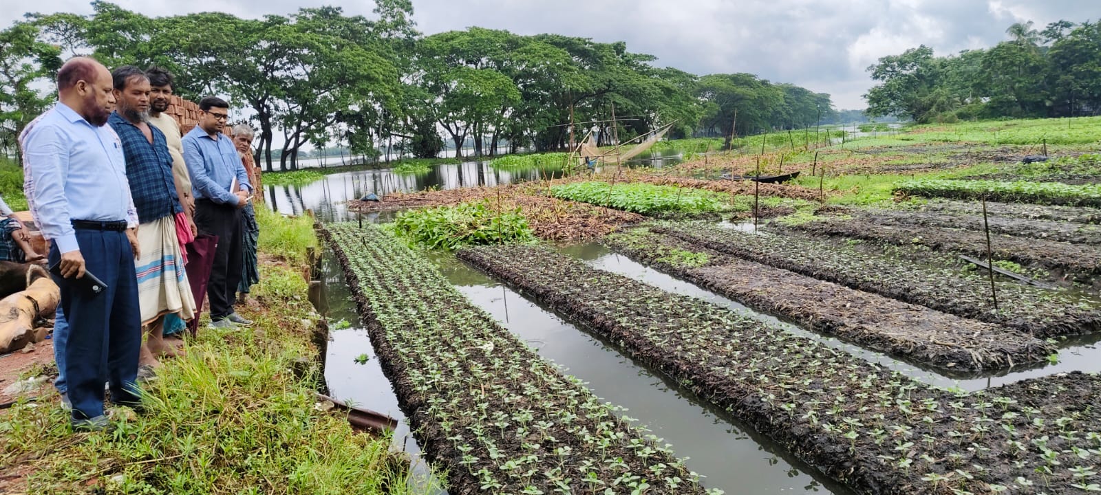 ভাসমান বেডে সবজির চারা উৎপাদন