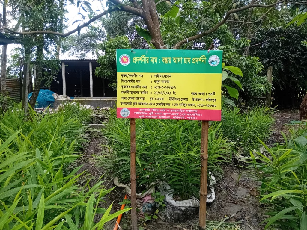 Ginger cultivation on bag