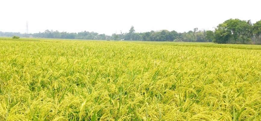 বিনা ধান-২৫