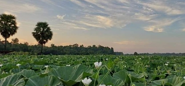 লাউ ক্ষেত