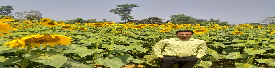 সূর্যমুখী