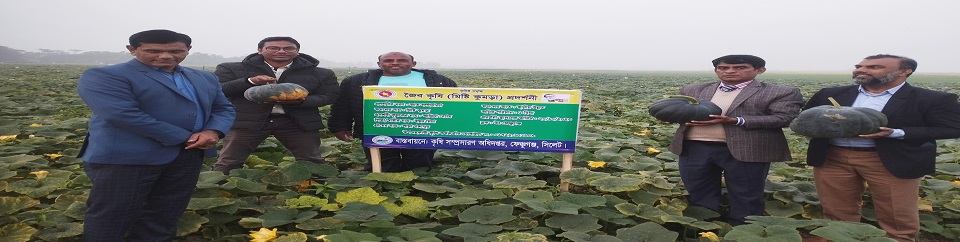 মিষ্টি কুমড়া