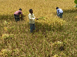 ফসলের উৎপাদন প্রযুক্তি