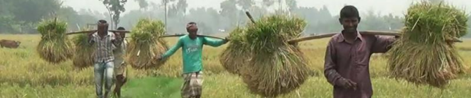 কৃষকের ধান বহন, গাইবান্ধা