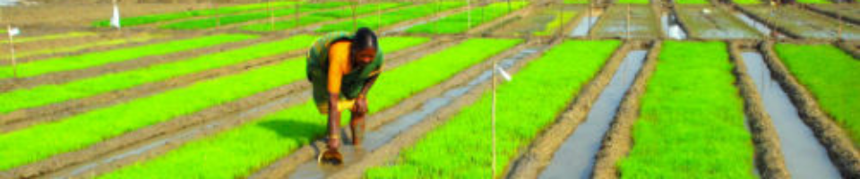 ধানের বীজ উঠানোর ছবি, গাইবান্ধা