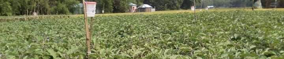 বেগুনের চাষ, গাইবান্ধা