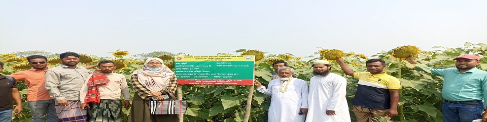 তেল জাতীয় ফসলের উৎপাদন বৃদ্ধি প্রকল্পের সূর্যমুখীর প্রদর্শনী