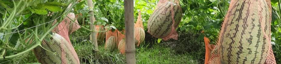 বর্ষাকালীন তরমুজ