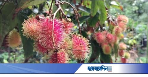 রাম্বুটান চাষে গাজীপুরের আফজাল শেখের ভাগ্যবদল