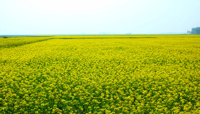 সরিষা ক্ষেত
