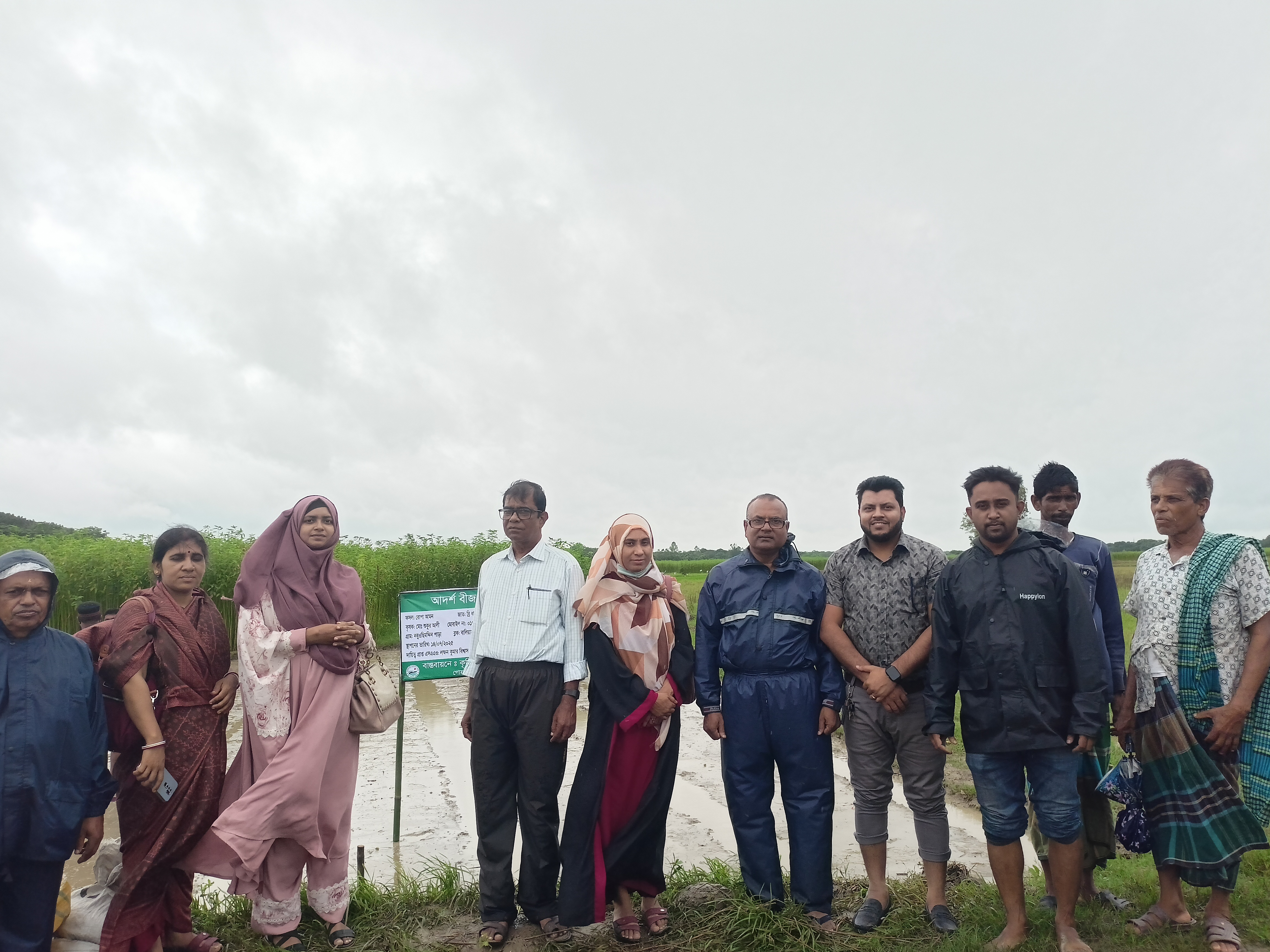 রোপা আমন ধানের আদর্শ বীজতলা তৈরী