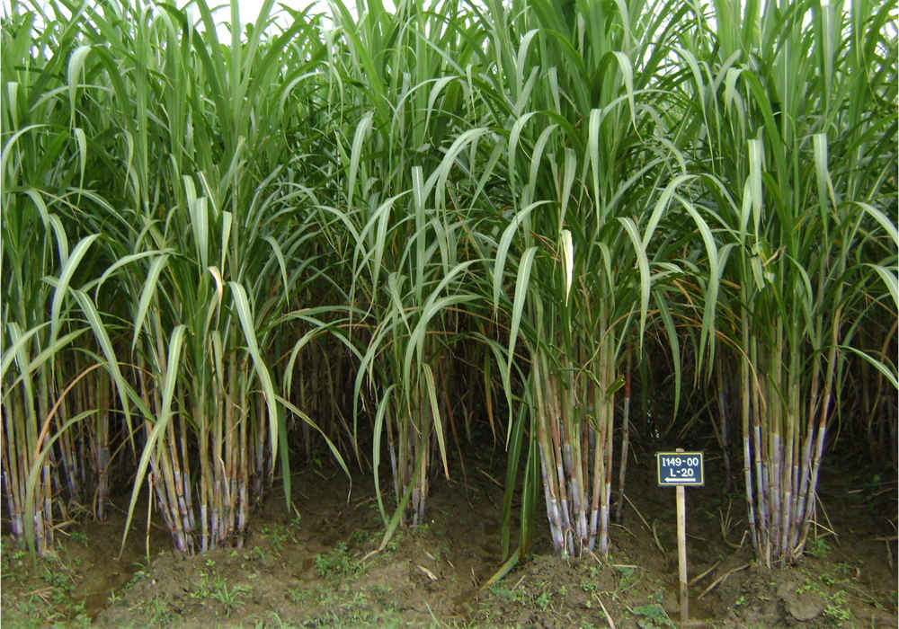 ই-সেবা কেন্দ্র, জেলা প্রশাসন