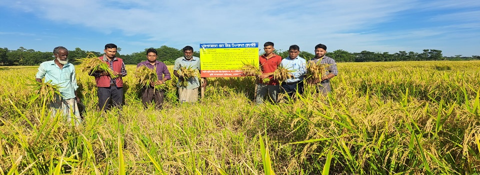 নমুনা শস্য কর্তন