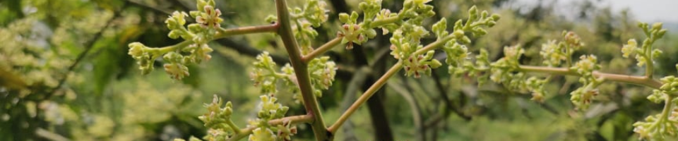 আমের মুকুল