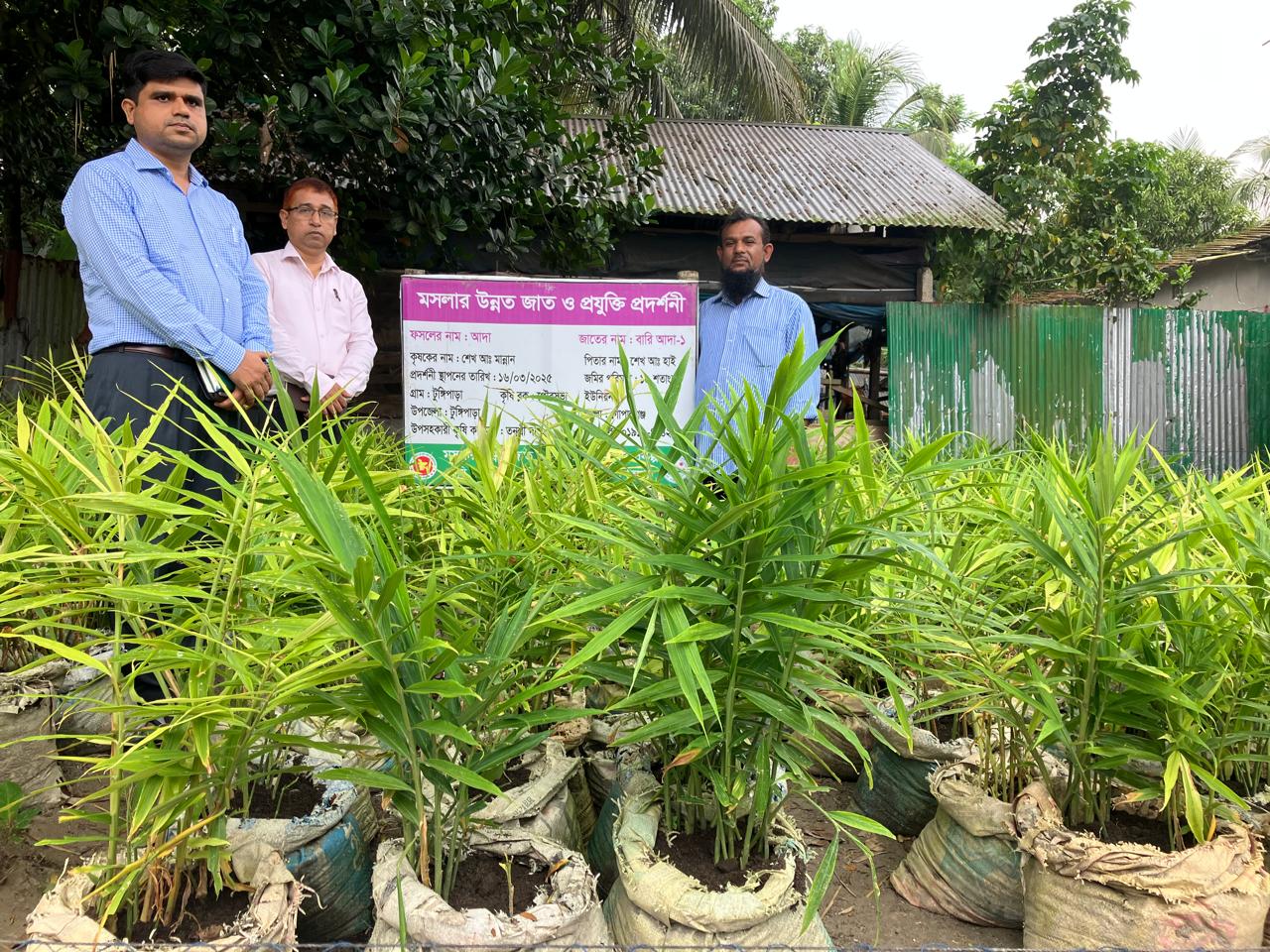 টুঙ্গিপাড়া উপজেলার বস্তায় আদা চাষ পরিদর্শনে ডিডি,ডিএই,গোপালগঞ্জ