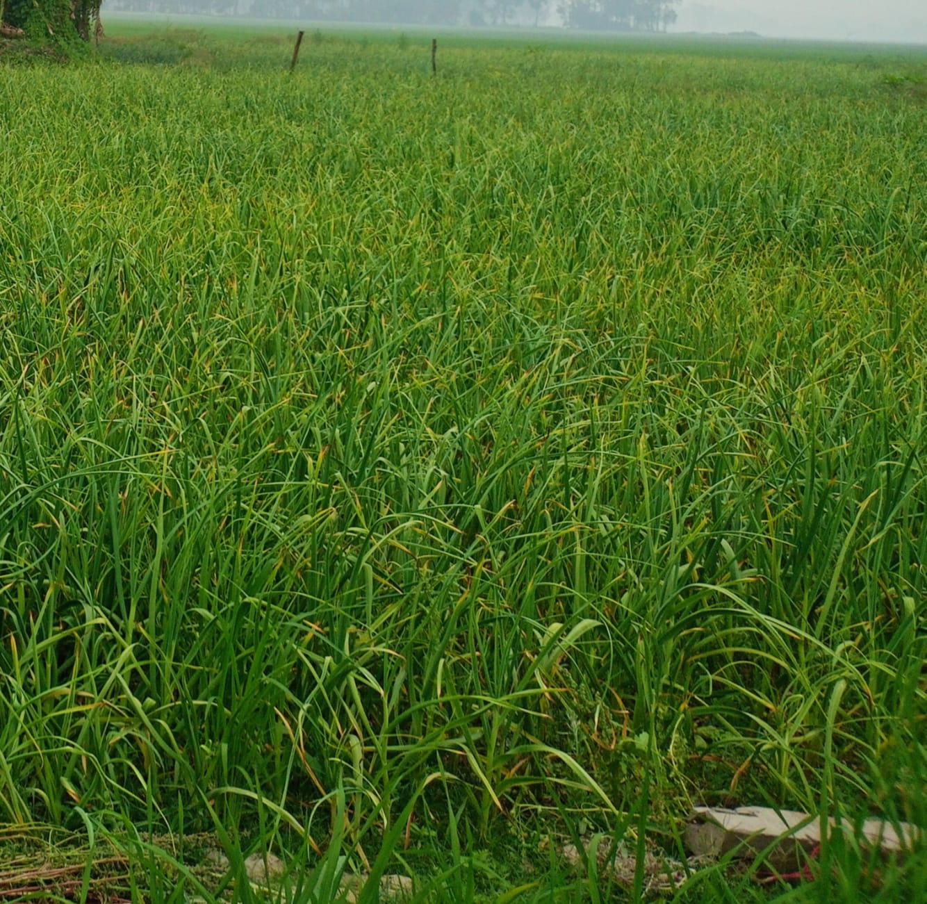রসুন ক্ষেত