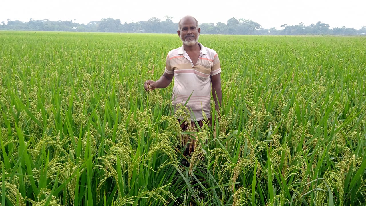 ধান